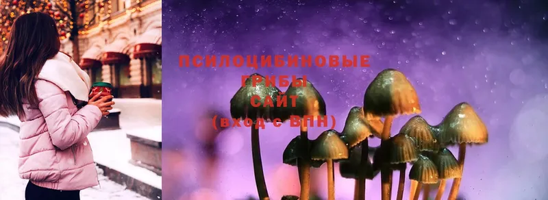 дарнет шоп  Каневская  Галлюциногенные грибы Psilocybine cubensis 